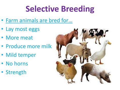 What Is Selective Breeding In Farm Animals
